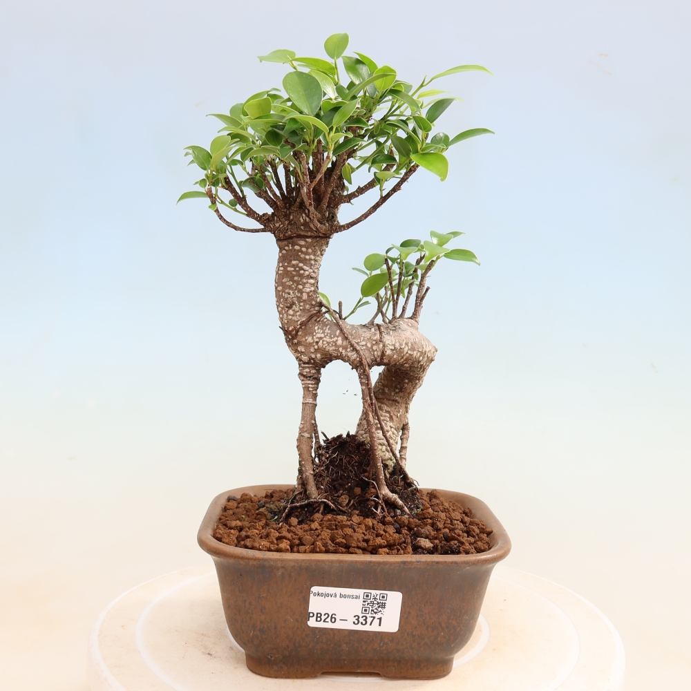 Izbové bonsaje - Ficus kimmen - drobnolistý fikus