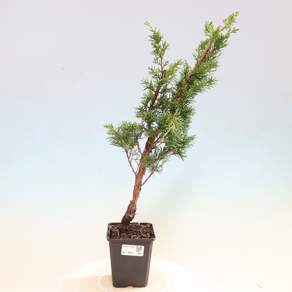 Vonkajší bonsaj - Juniperus chinensis Kishu