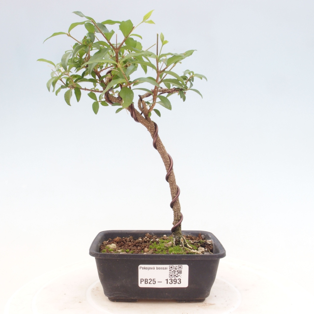 Izbová bonsai - Malpighia coccigera- Barbdorská čerešňa