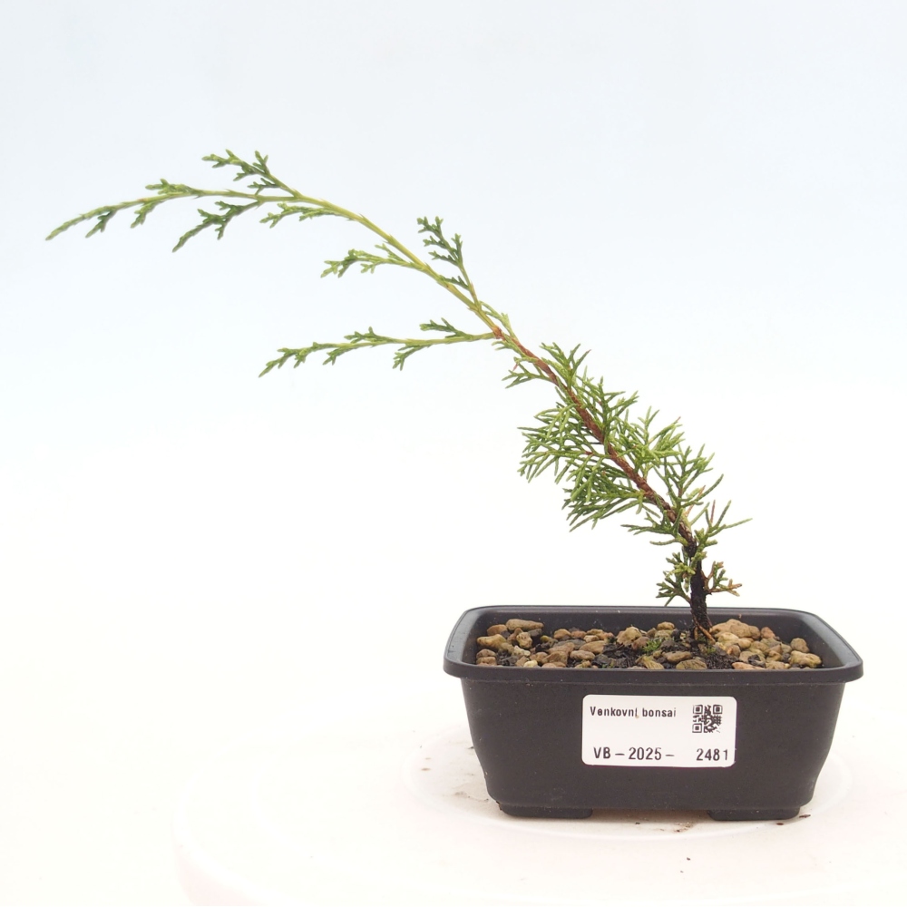 Vonkajší bonsai - Juniperus chinensis Itoigawa -Jalovec čínsky