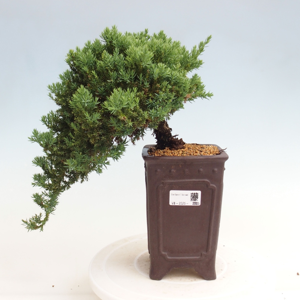 Vonkajší bonsai - Juniperus procumbens - Borievka polehavá