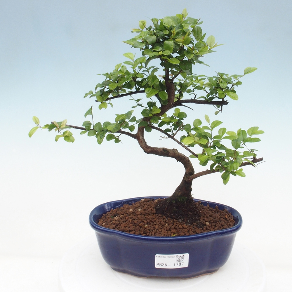 Izbová bonsai - Sagerécia thea - Sagerécia thea
