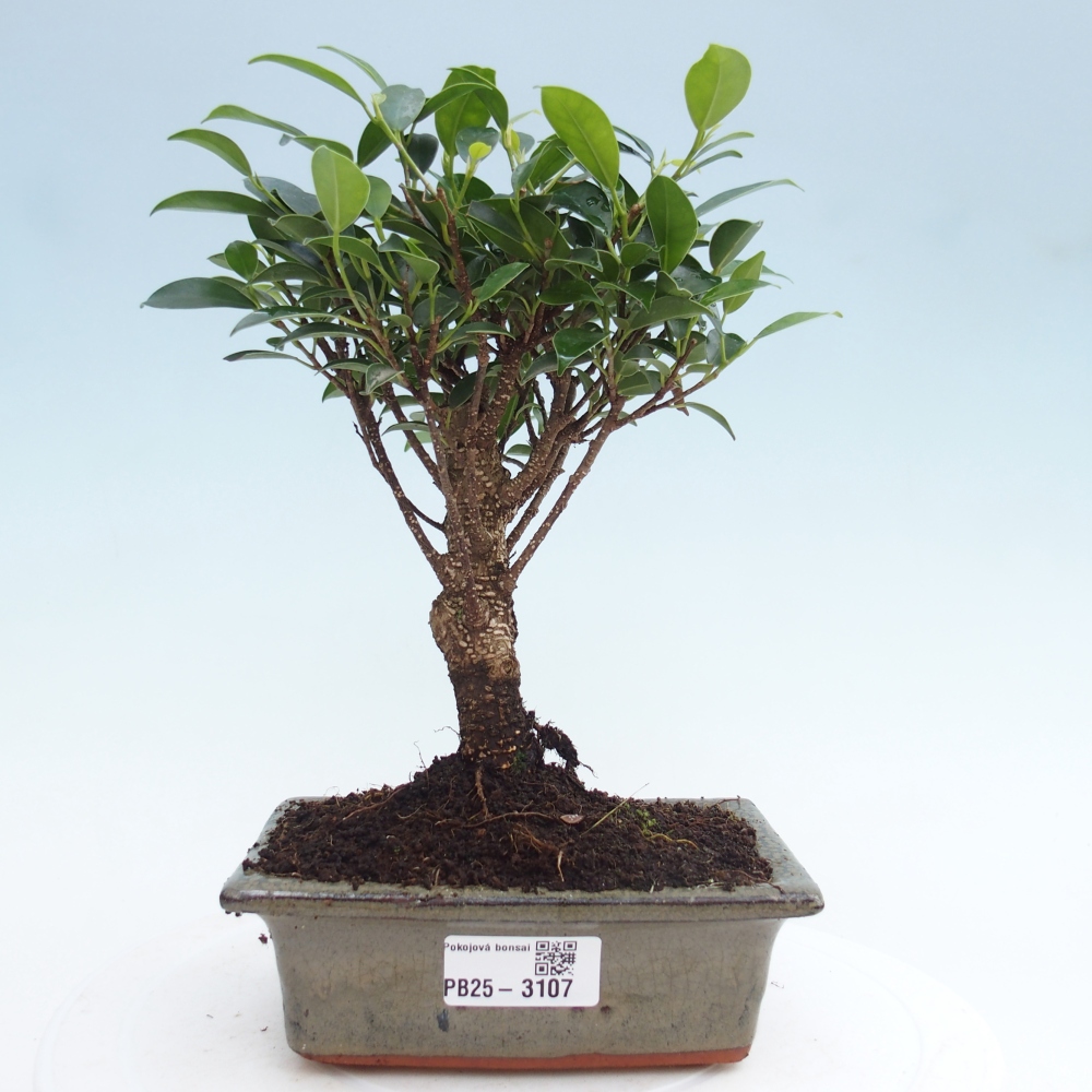 Izbová bonsai - Ficus retusa - malolistý fikus