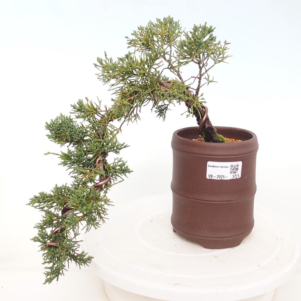 Vonkajší bonsaj - Juniperus chinensis Kishu