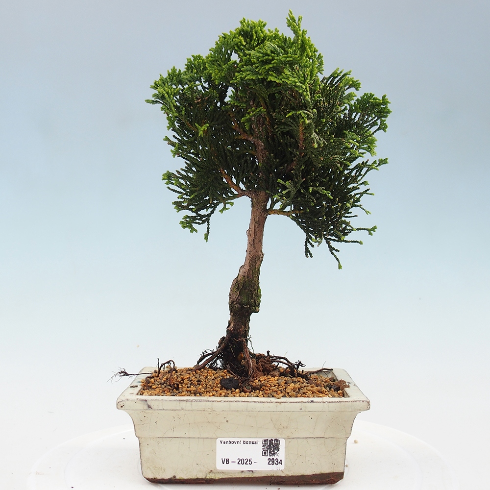 Vonkajšie bonsai - Cham.pis obtusa Nana Gracilis - Cypruštek
