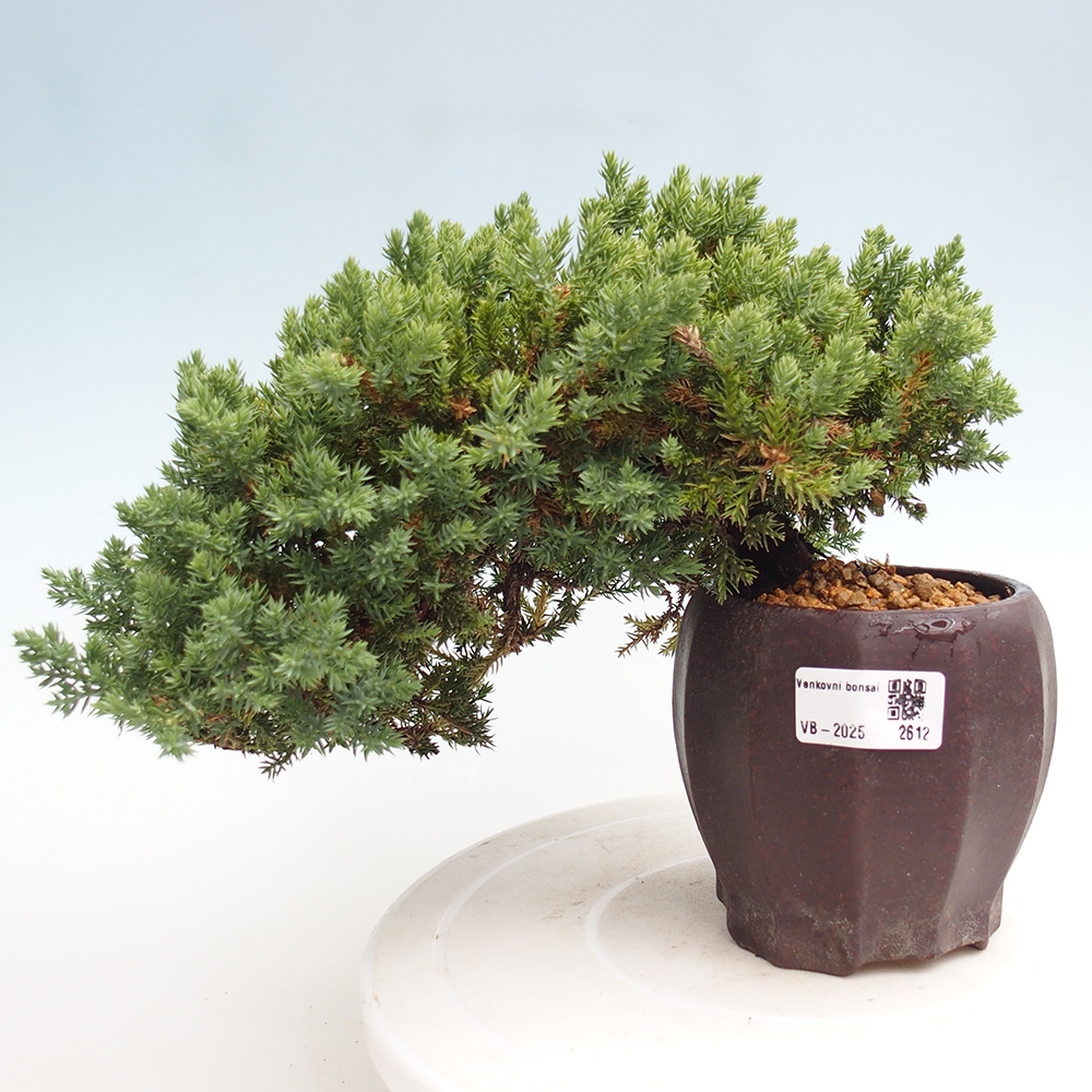 Vonkajší bonsai - Juniperus procumbens - Borievka polehavá
