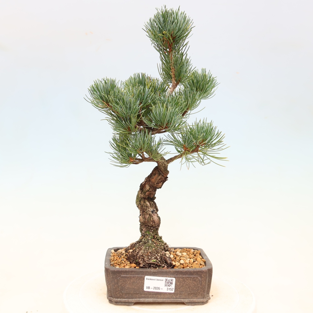 Vonkajšie bonsaje - Pinus parviflora - Pinus parviflora