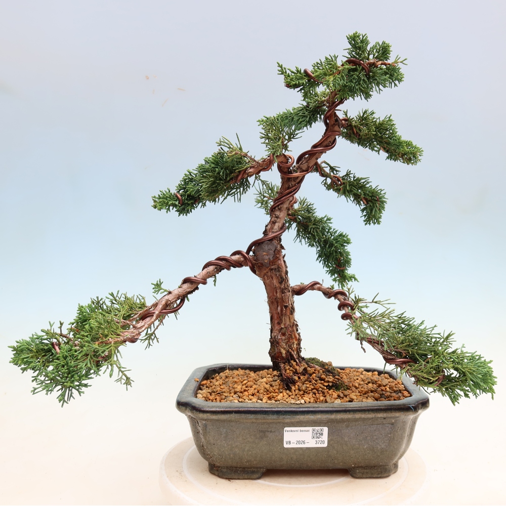 Vonkajší bonsaj - Juniperus chinensis Kishu