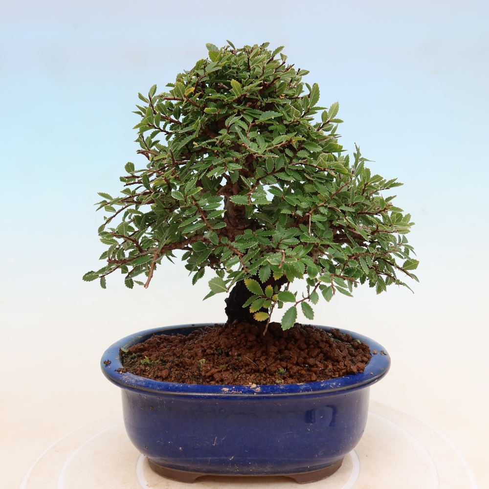 Vonkajšie bonsaje - Zelkova - Zelkova NIRE