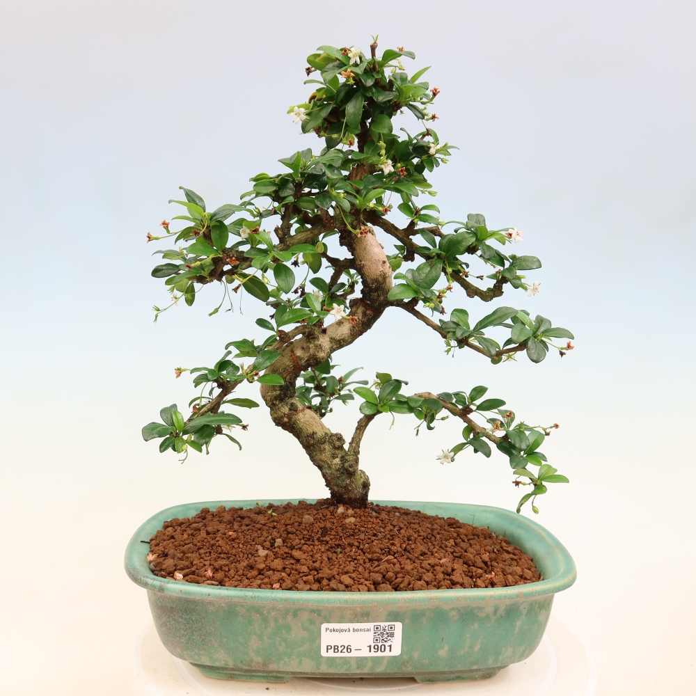 Izbové bonsaje - Carmona macrophylla - Tea fuki