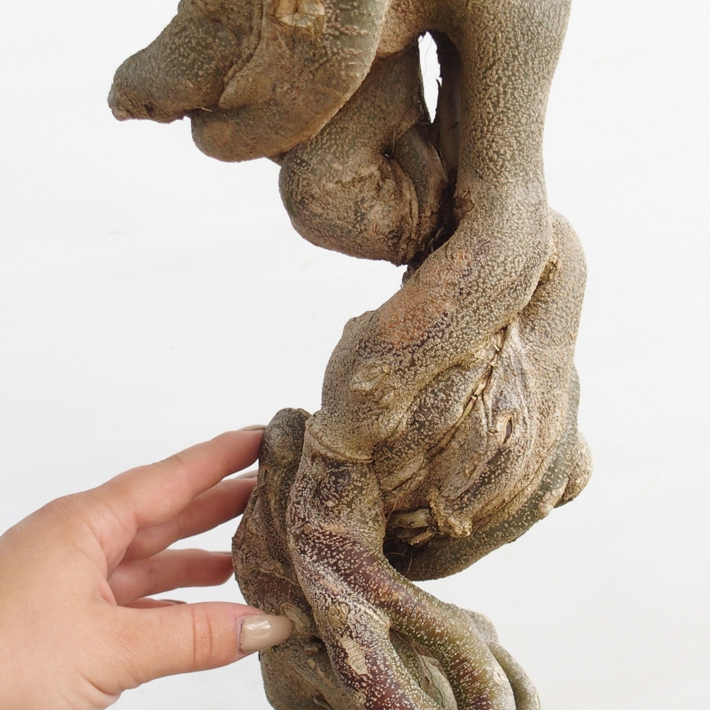 Vonkajšie bonsai - Javor Buergerianum - Javor Burgerův