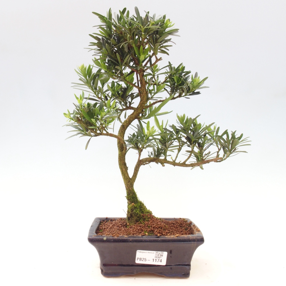 Izbová bonsai - Podocarpus - Kamenný tis
