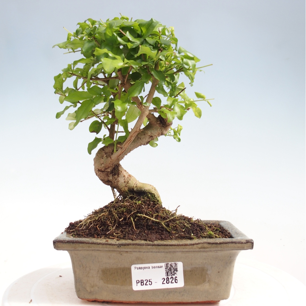 Izbová bonsai -Ligustrum chinensis - Vtáčí zob