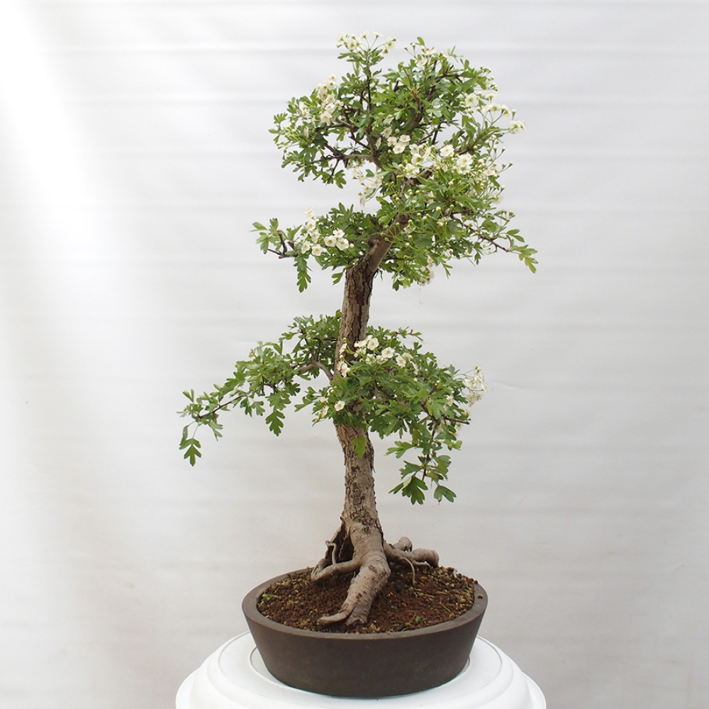 Vonkajší bonsai - Hloh - Crataegus monogyna