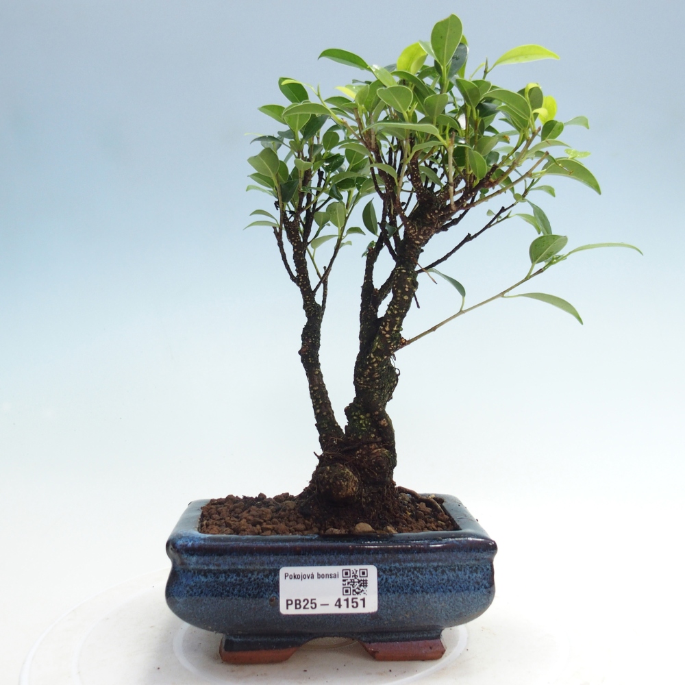 Izbová bonsai - Ficus retusa - malolistý fikus