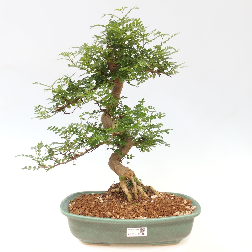 Izbová bonsai - Zantoxylum piperitum - korenistý