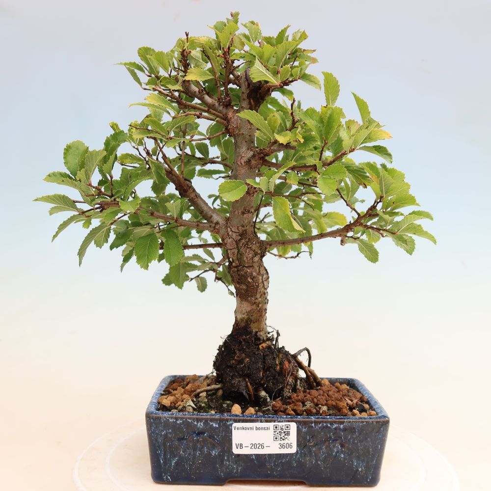 Vonkajšie bonsaje - Zelkova - Zelkova NIRE