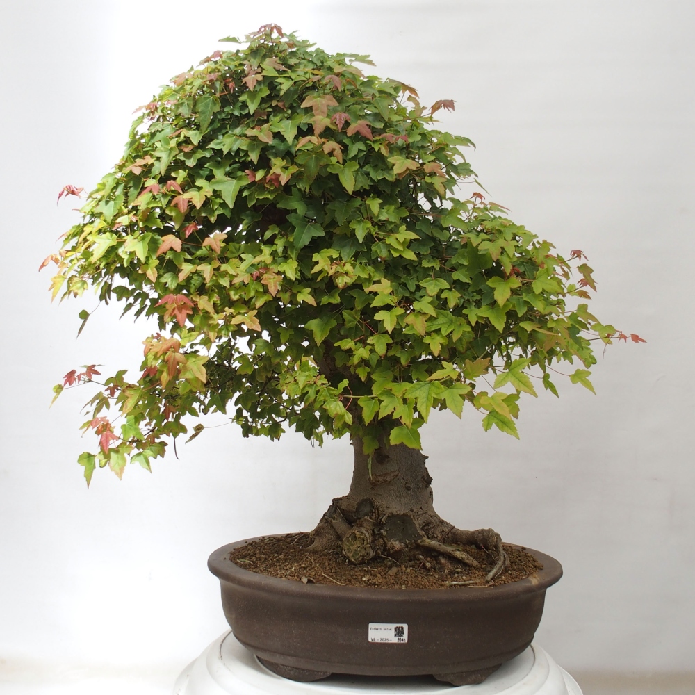 Vonkajšie bonsai - Javor Buergerianum - Javor Burgerův