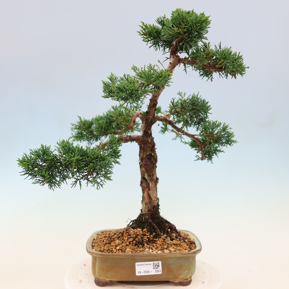 Vonkajší bonsaj - Juniperus chinensis Kishu