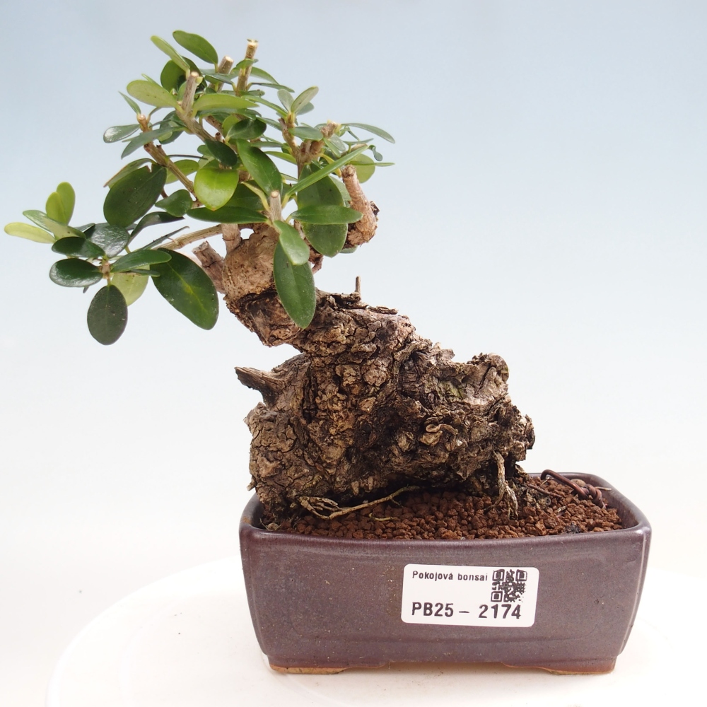 Izbová bonsai - Olea europaea sylvestris -Oliva evropská drobnolistá