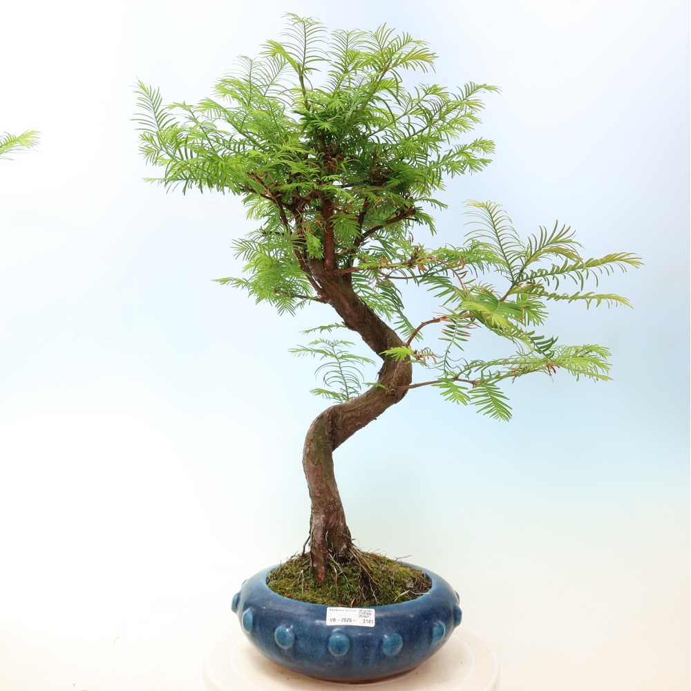 Vonkajšie bonsaje - Metasequoia glyptostroboides - čínska metasekvoja
