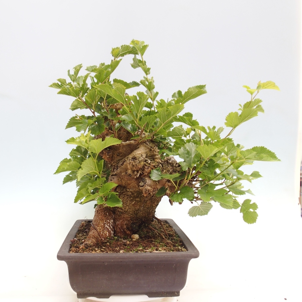 Vonkajšie bonsai -Morus albumy - moruše