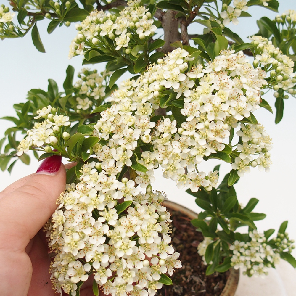 Vonkajšia bonsai-Pyracanta Teton -Hlohyně