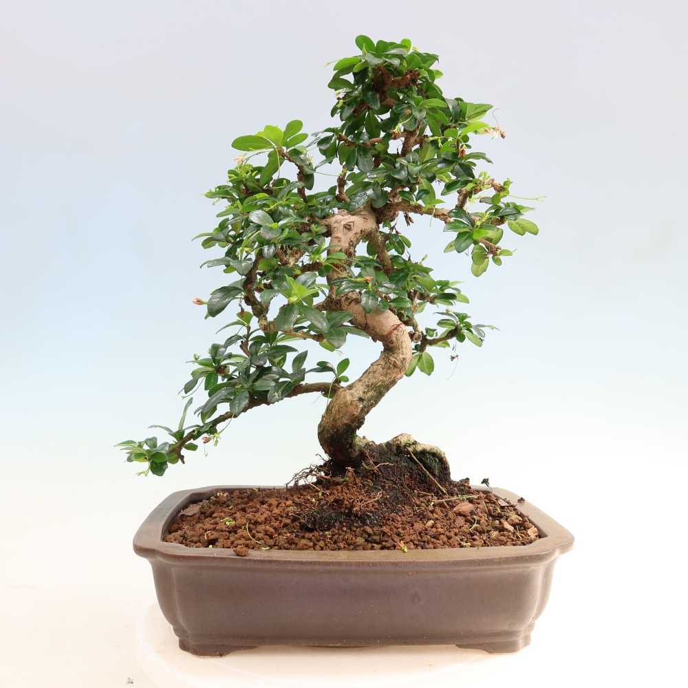 Izbové bonsaje - Carmona macrophylla - Tea fuki