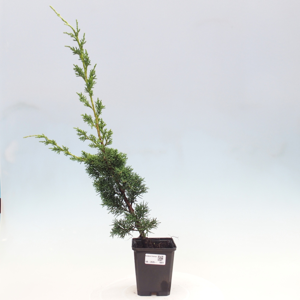 Vonkajší bonsaj - Juniperus chinensis Kishu