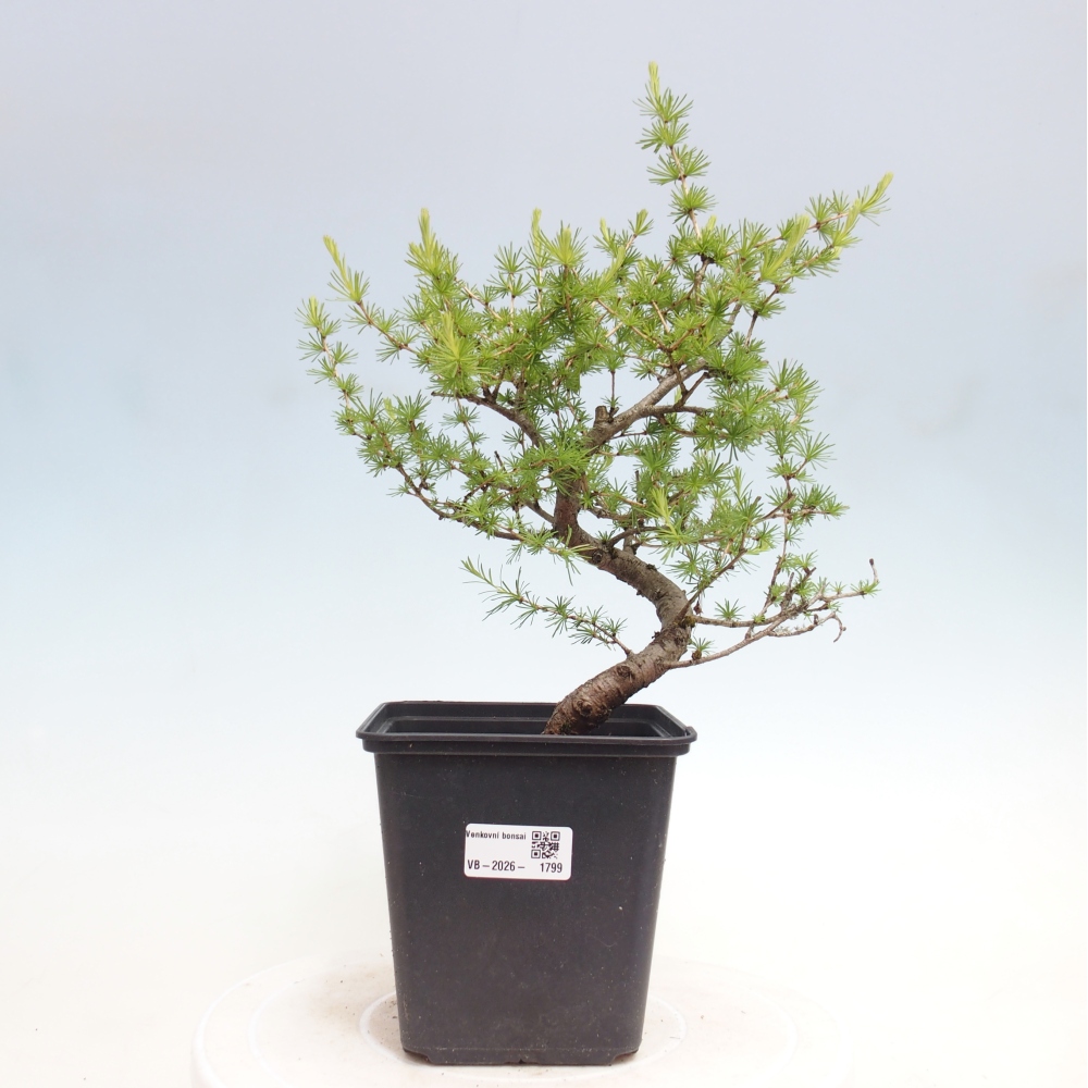 Vonkajšie bonsaje -Larix decidua - Smrekovec