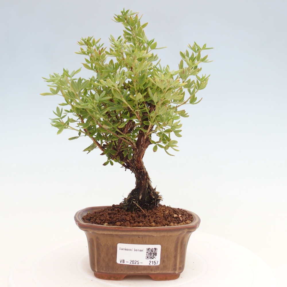 Vonkajšia bonsai-Nátržník krovitá - potentila fruticosa yellow Bird