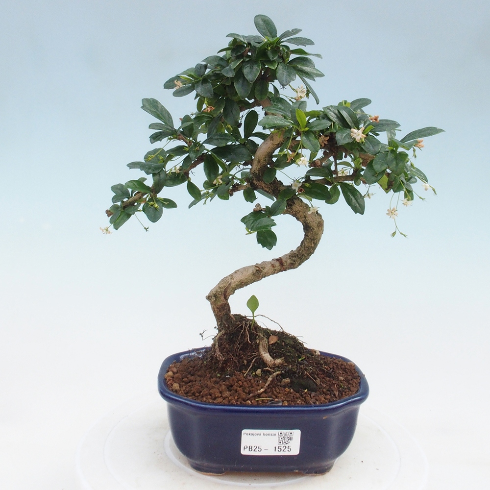 Izbová bonsai - Carmona macrophylla - Čaj fuki