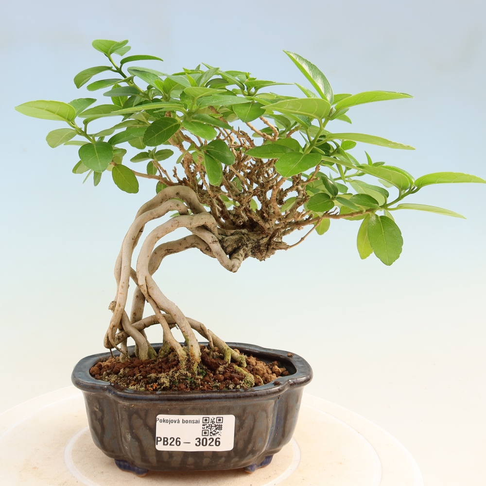 Izbový bonsaj - Premna serratifolia - Kozlovňa malolistá