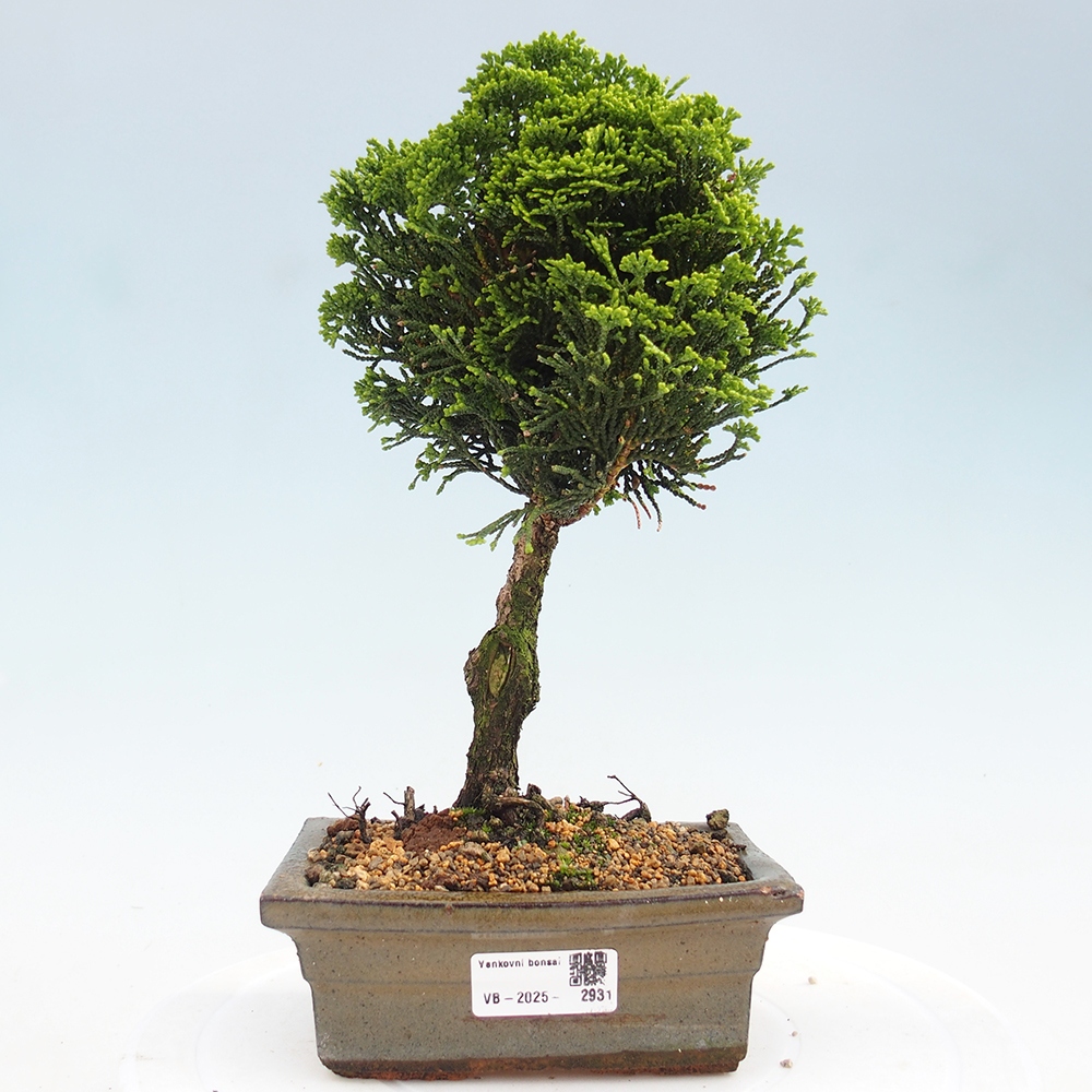 Vonkajšie bonsai - Cham.pis obtusa Nana Gracilis - Cypruštek