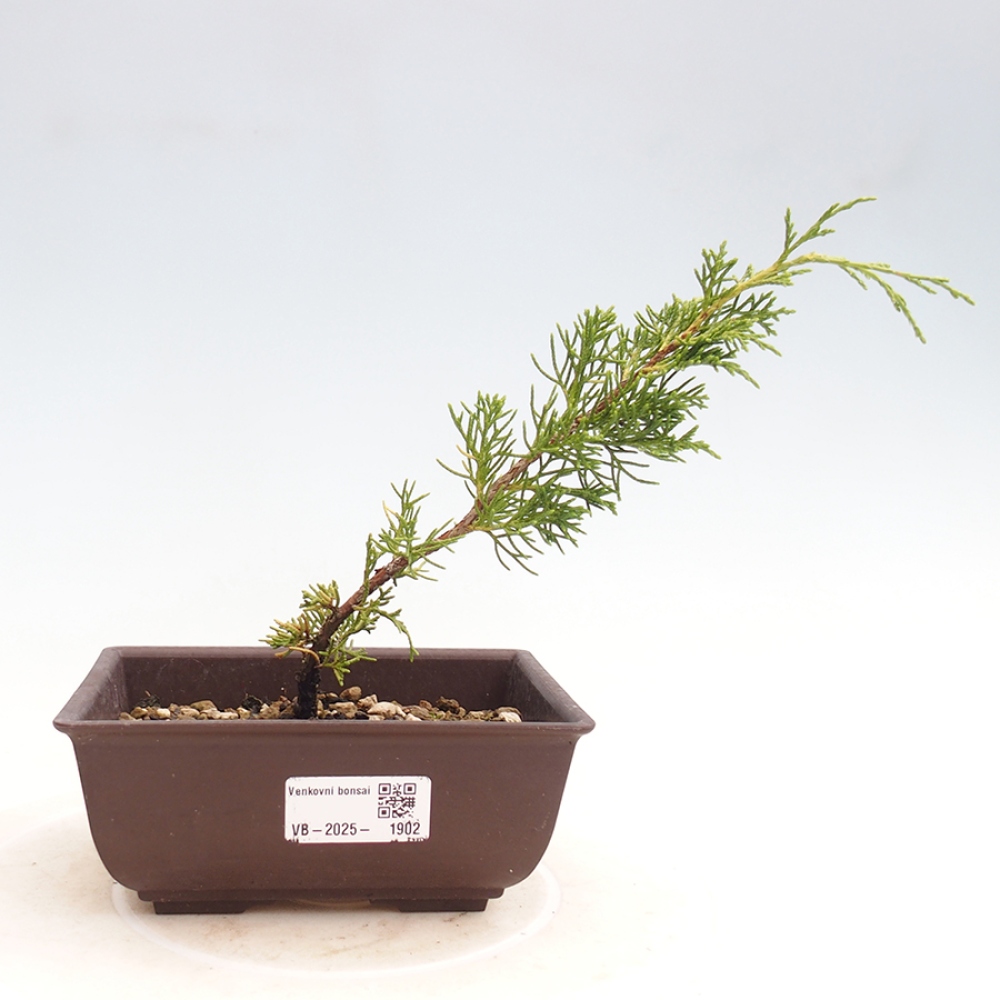 Vonkajší bonsai - Juniperus chinensis Itoigawa -Jalovec čínsky