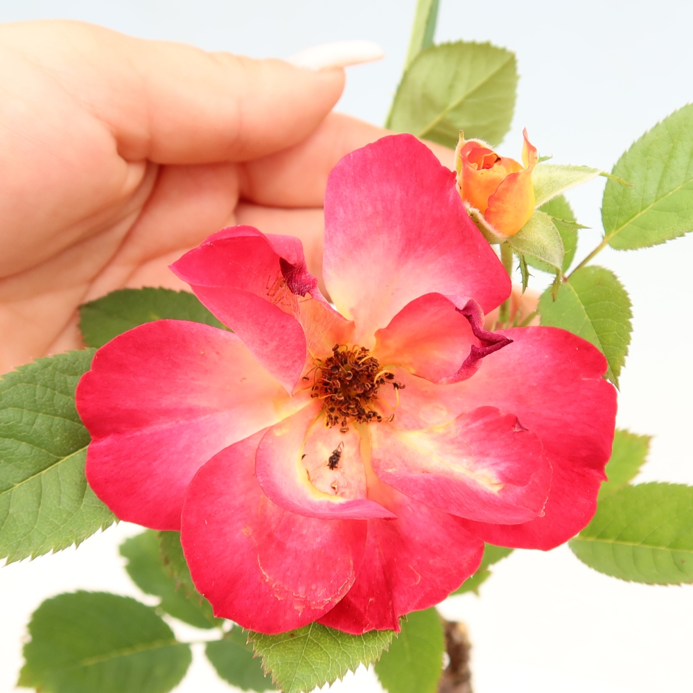 Vonkajšie bonsaje – Rosa Kordes – ruže