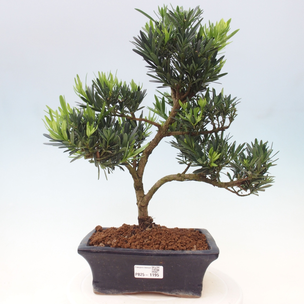 Izbová bonsai - Podocarpus - Kamenný tis
