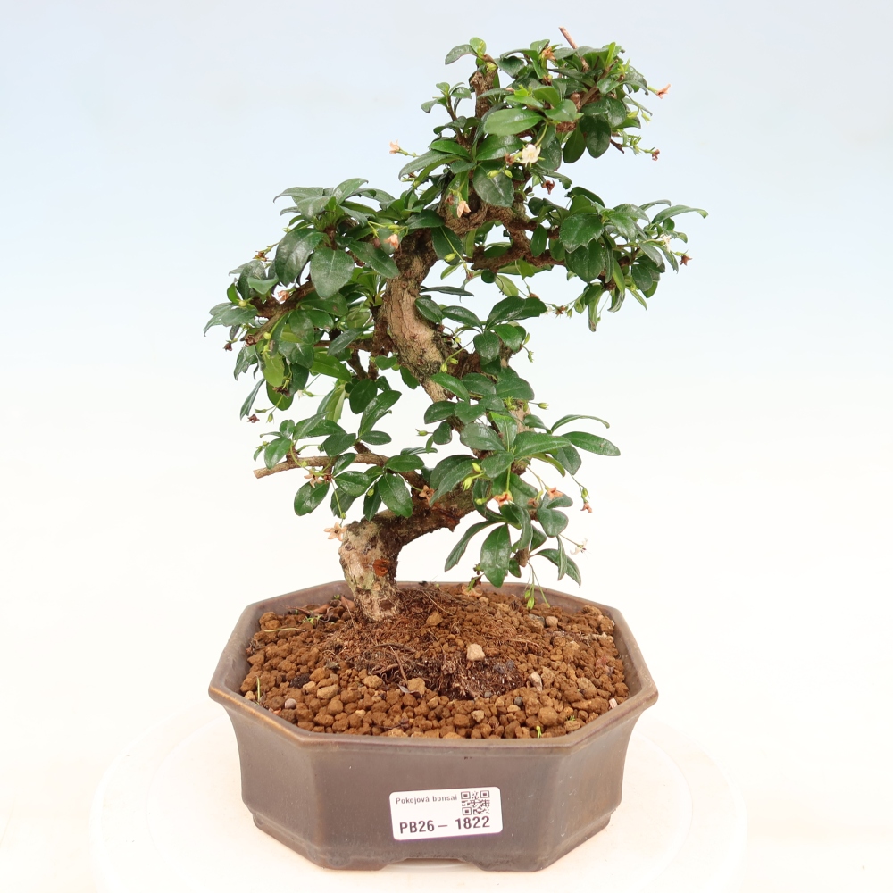 Izbové bonsaje - Carmona macrophylla - Tea fuki