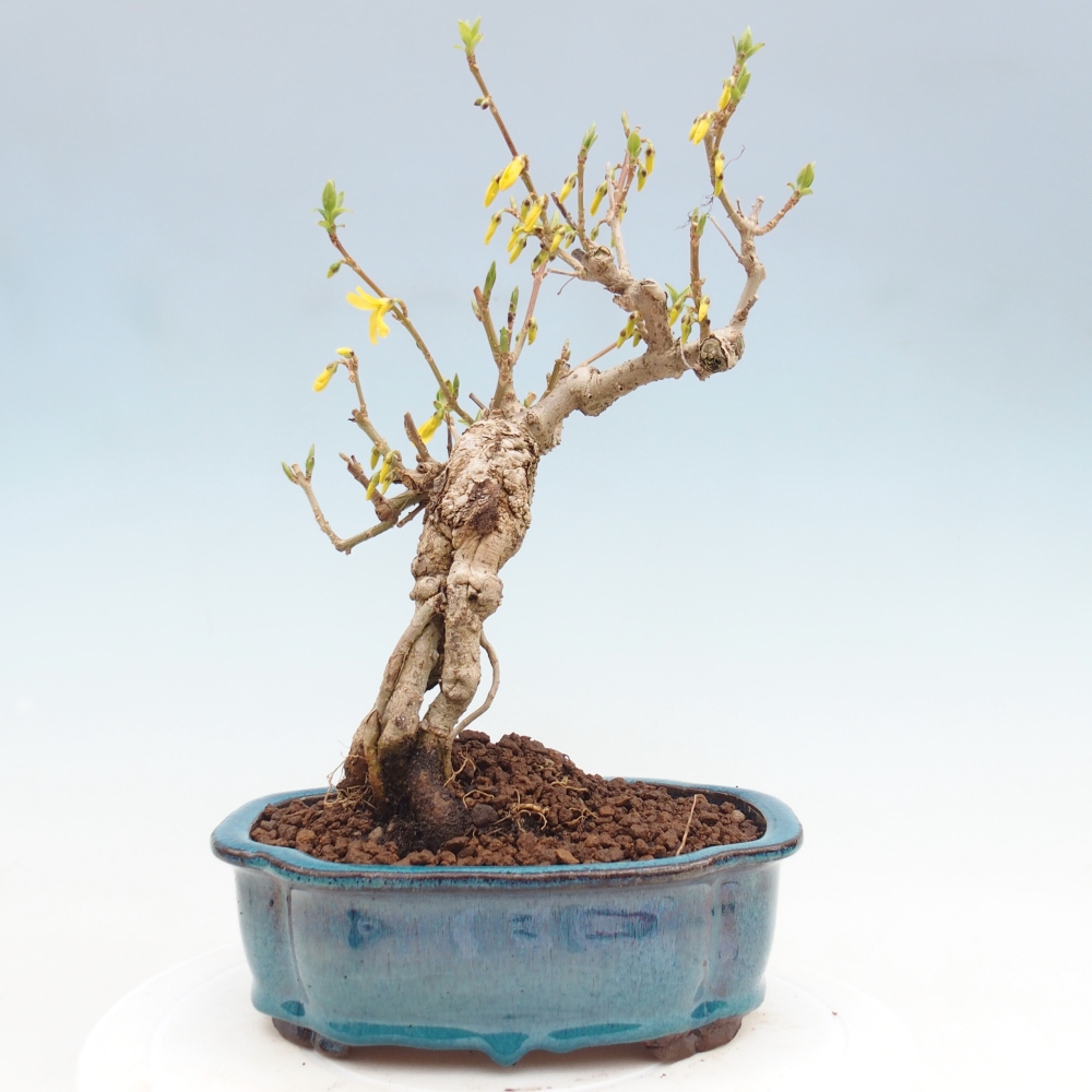 Vonkajší bonsai - Zlatice - Forsythia koreana