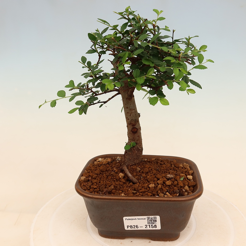 Izbový bonsaj - Ulmus parvifolia - brest malolistý