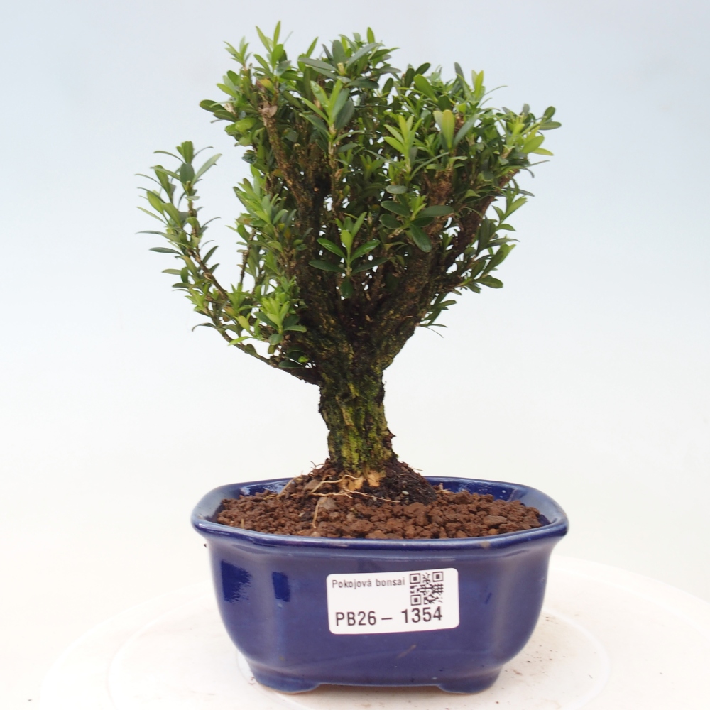 Izbové bonsaje - Buxus harlandii - korkový buxus
