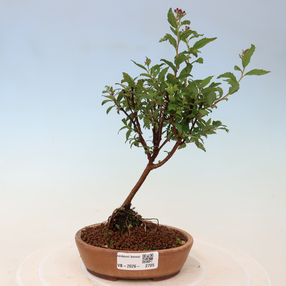 Vonkajší bonsai – spirea japonská – Spirea japonica Anthony Waterer