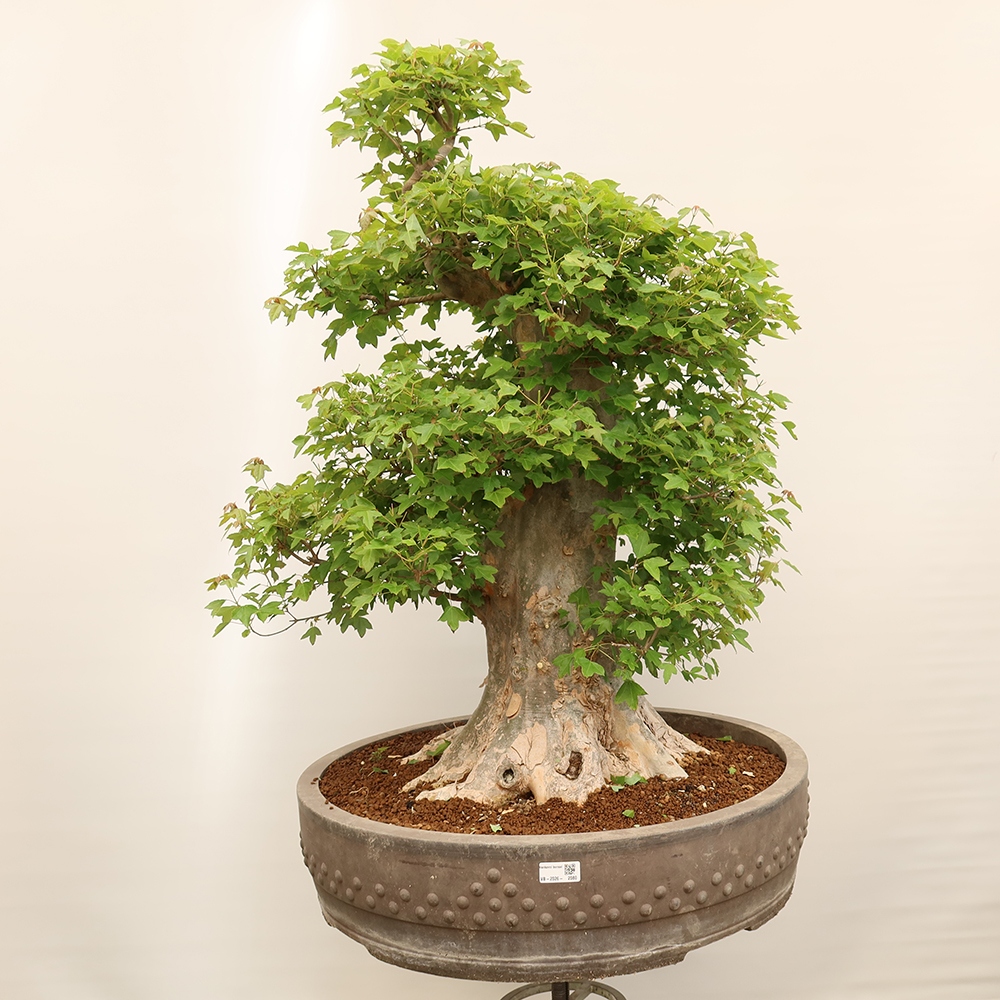 Vonkajšie bonsaje - Javor Burger - Acer Burgerianum