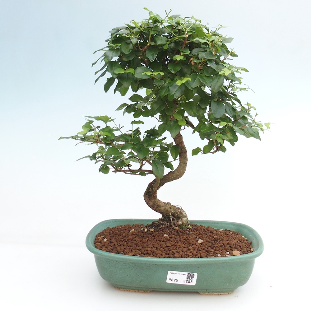 Izbová bonsai -Ligustrum chinensis - Vtáčí zob