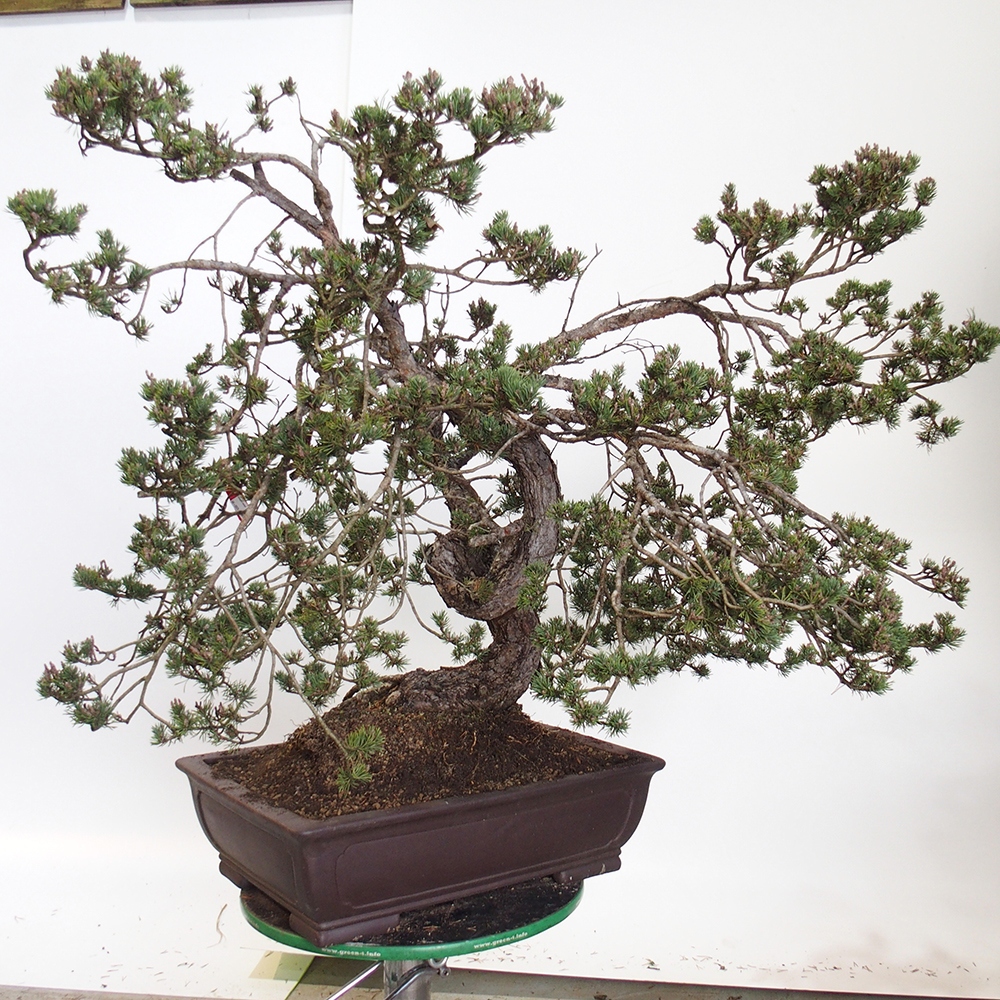 Yamadori - Pinus sylvestris Španielsko