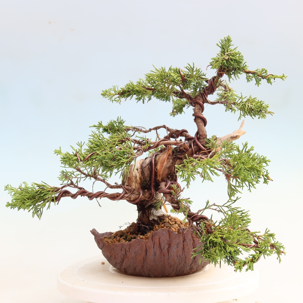 Vonkajší bonsai – Juniperus chinensis Itoigawa – čínsky jalovec