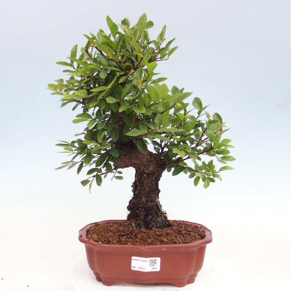 Vonkajšie bonsai - Zelkova - Zelkova Nirom