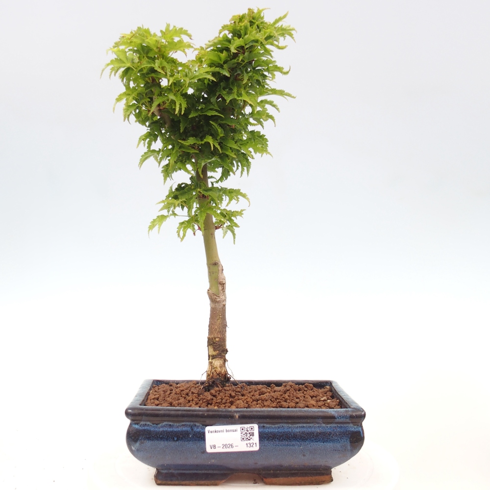 Vonkajšia bonsaj -Javorská palma Acer palmatum Shishigashira