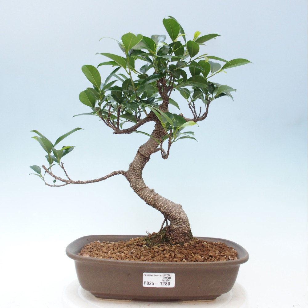 Izbová bonsai - Ficus kimmen - malolistá fikus