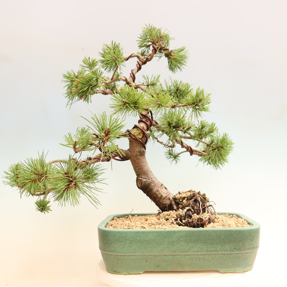 Vonkajšie bonsaje – Pinus mugo Humpy – borovica krivá